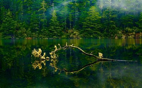 배경 화면 1230x768 Px 분기 잎 숲 녹색 호수 경치 안개 자연 오레곤 봄 나무 물