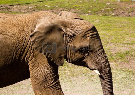 Elephant Profile By P0temkin Vectors And Illustrations Free Download