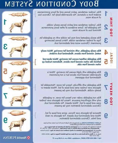 German Shepherd Feeding Guide Petsidi