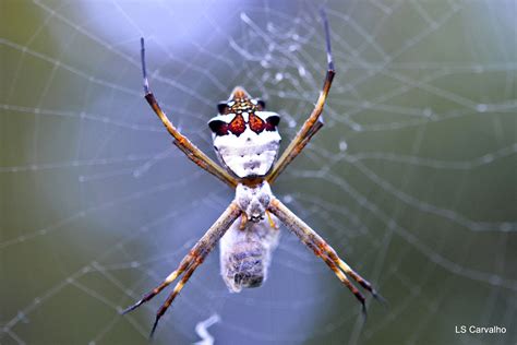 Silver Spider Female Araneidae Argiope Argentata A Photo On