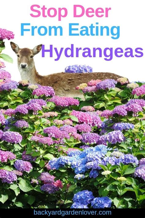 By feeding on young trees, deer can. How To Stop Deer From Eating Hydrangeas (Other Plants Too ...