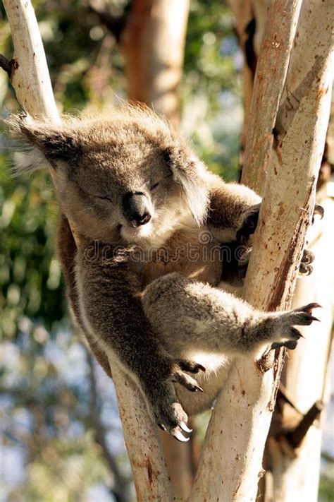 Sleeping Koala Picture Image 9026933