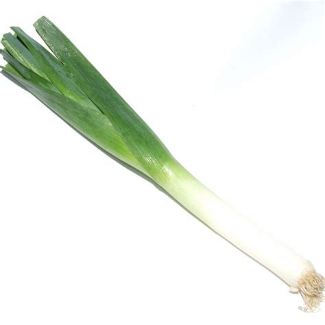 Collection Of Leek Png Pluspng Hot Sex Picture