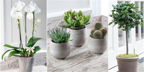 Stylish Potted Plants From The House Beautiful Collection At Flowers Direct