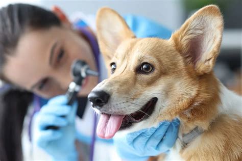 Dog Ear Hematoma Surgery Costs Metlife Pet Insurance