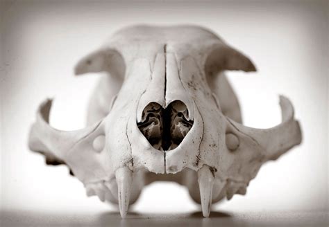 Preserve Your Own Animal Skull 11 Steps With Pictures Instructables