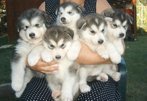 The puppies have large heads and the mother has a small pelvis making for a difficult fit. Alaskan Malamute Puppies For Sale | Springfield, IL #113225