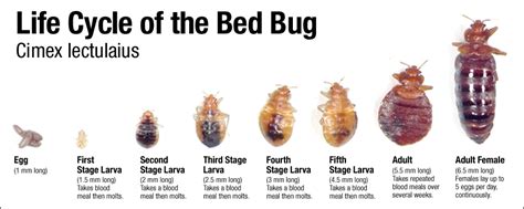 It happens because when the bugs feed, they make sure they have enough. Bed bug Lifespan: How long can they survive without a host