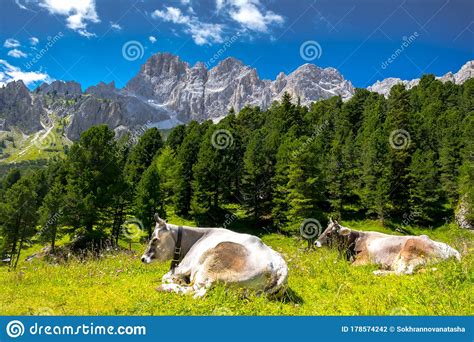 Milck Cow Grazes On The Italian Alpine Mountains Green Grass Pasture