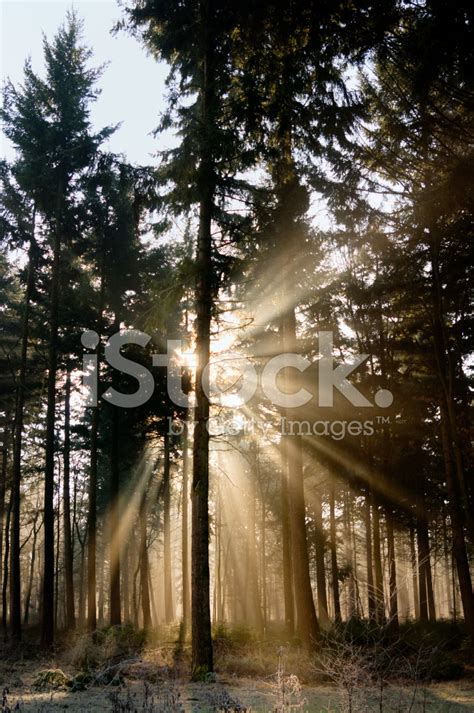 Early Morning Sun Rays Penetrating Forest Stock Photo Royalty Free