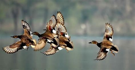 Cette race de canards peut également être facilement identifiée car elles ont besoin d'un bon départ sur l'eau afin de soulever. united flight of gadwall by Tejas Soni, via 500px | Wildlife Photos - Birds | Pinterest | Ducks ...
