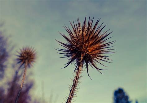 Winter Flower Xomeox Flickr