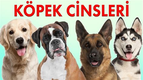 5.most people from different countries each have their own plate to eat from, but ethiopians and some asian cultures usually serve their food in one large bowl food of different cultures doesn't have to be challenge. Köpek Cinsleri ve Özellikleri - Köpek Irkları 1. Bölüm ...