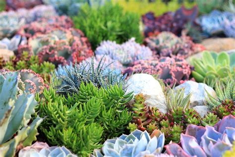 How To Plant Yourself A Coral Reef Garden Gardendrum