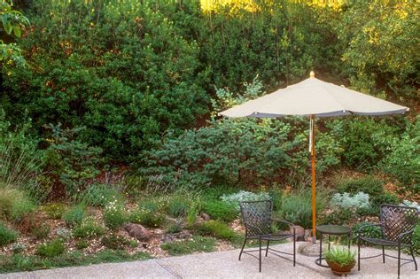 Pacific Wax Myrtle Summer Dry Celebrate Plants In Summer Dry Gardens