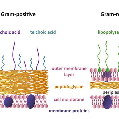 Differences Between Gram Positive And Gram Negative Bacterial Cell Download Scientific Diagram