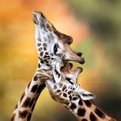 Animal Couples In Love 22
