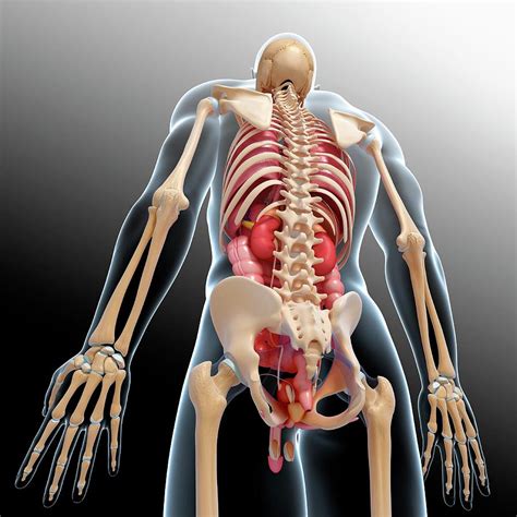 Download 66,603 male anatomy images and stock photos. Male Anatomy Photograph by Pixologicstudio/science Photo Library