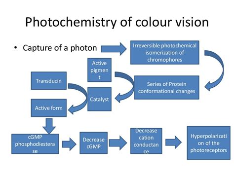 Physiology Of Colour Vision