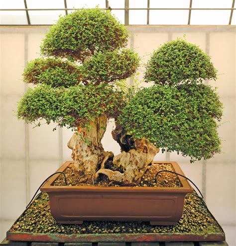 A Short History Of The Cultivation Of Bonsai