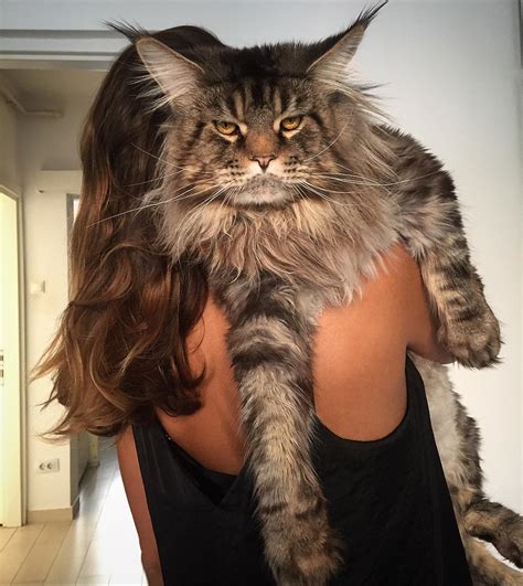 21 Majestic Maine Coon Cats That Will Show You Whos The Boss
