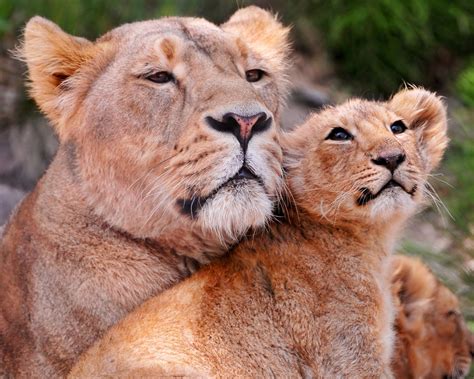 Fonds Decran Fauve Lions Lionne Animaux Télécharger Photo