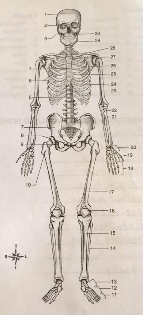 Anterior View Of Skeleton Diagram Diagram Quizlet