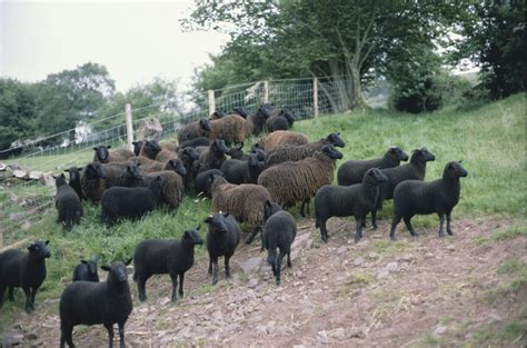 Black Welsh Mountain Uk Sheep Farm Sheep