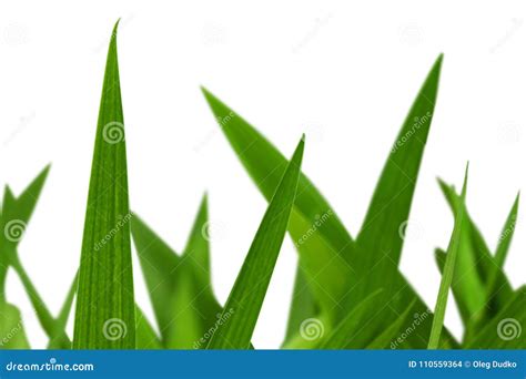 Blade Of Grass Texture