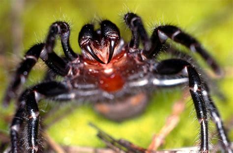 Worlds Deadliest Spider Can Alter Lethality Of Venom Explorersweb