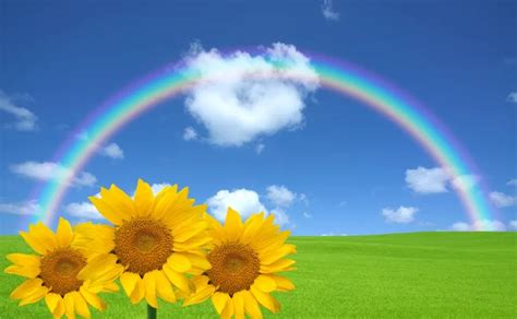 Sunflower Rainbow Images Search Images On Everypixel