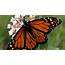 Species Spotlight Monarch Butterfly