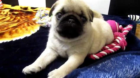 Pug Puppies Of All Colors Youtube