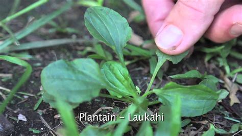 Laau Lapaau Hawaiian Plant Medicine By Paul Izak Fttubby Love A