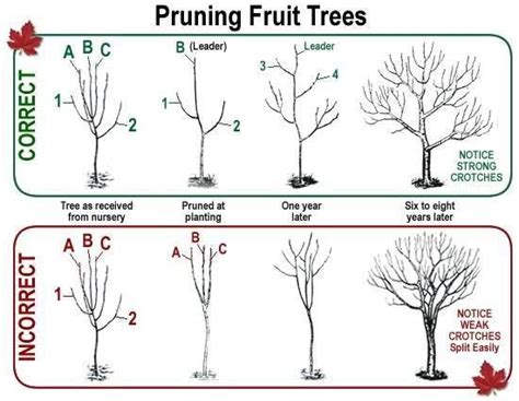 How To Correctly Prune A Fruit Tree Imgur Fruit Tree Garden