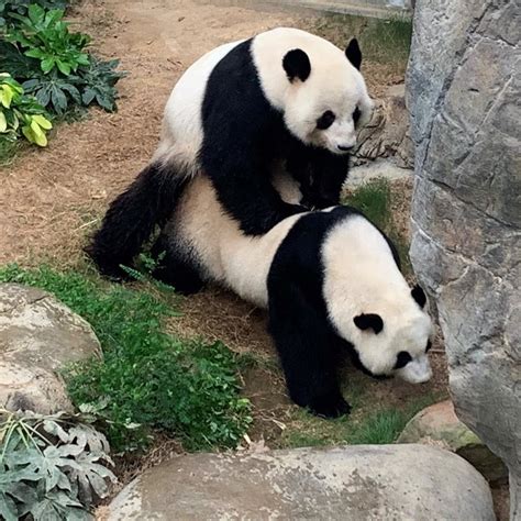 Osos Panda Fotos Curiosidades Y Todo Lo Que Debes Saber Sobre Los