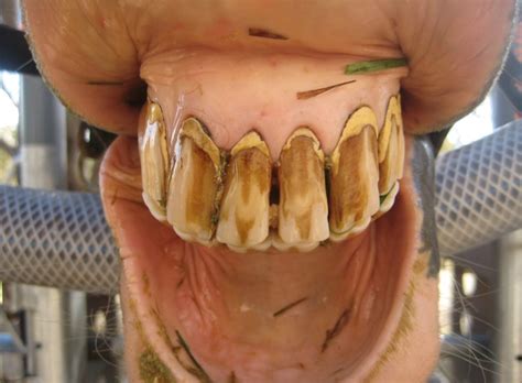 Dentures may feel a bit strange to begin with, but you'll soon get used to wearing them. Dental Care for Older Horses | Equine Dental Vets | Global