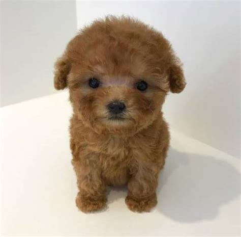 Teacup Toy Cute Poodle Puppies For Adoption Columbus Animal Pet