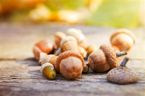 3 Benefits And 3 Downsides Of Consuming Acorns You Should Know About