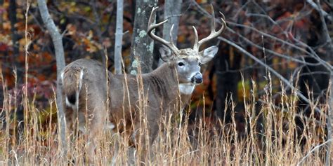 November Rut Is Time Go Deer Hunting