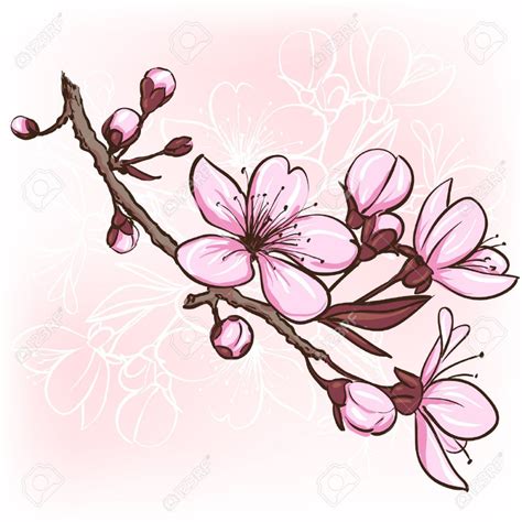 Sakura Flower Drawing