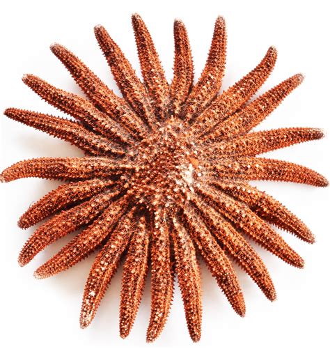 Natural Dried Multi Leg Sunflower Starfish Red Medium 4 6