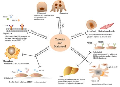Diagram Showing Bioactivities And Targets Of Cafestol And Kahweol Download Scientific Diagram