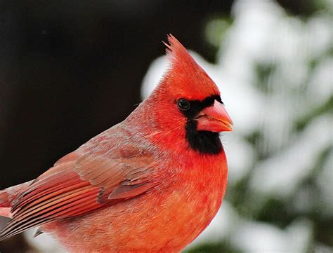 Male Cardinal Baldwin Ny January 9 2015 Jay Koolpix Flickr