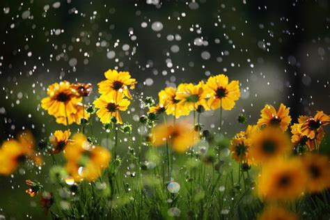 Flower Rain Images Browse 308310 Stock Photos Vectors And Video