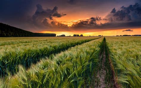 Download Countryside Green Wheat Field During Sunset Wallpaper