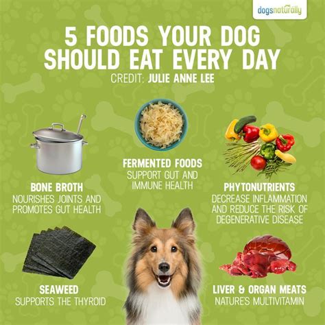 Top 10 Best Dog Foods To Feed Every Day Your Complete Buying Guide