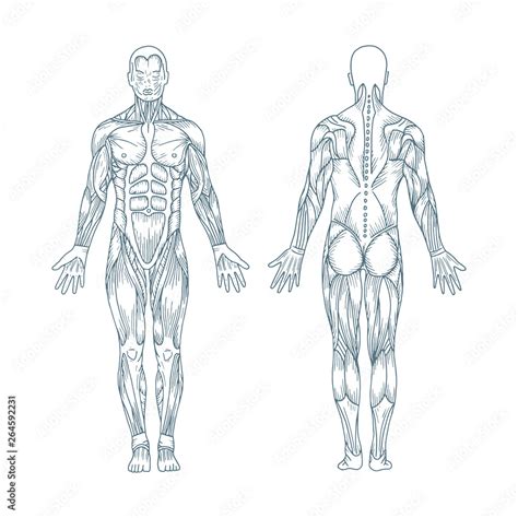 Human Anatomy Hand Drawn Human Body Anatomy Male Body Muscular System Sketch Drawing Part Of