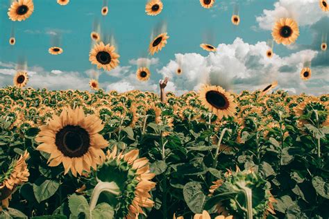 250 Engaging Sunflowers Photos · Pexels · Free Stock Photos