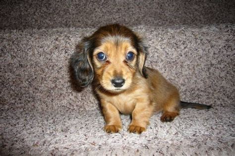 The miniature dorkie is the offspring of a miniature dachshund or a teacup yorkshire terrier. Dorkie (Dachshund-Yorkie Mix) Info, Temperament, Puppies, Pictures